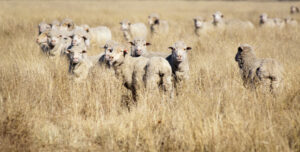 Mallee joins rush on sheep