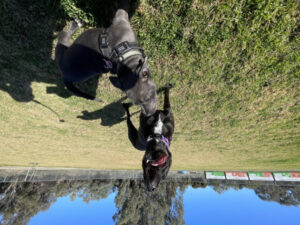 Where to place pooch park at Red Cliffs?