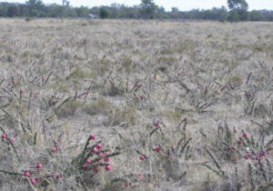 Cactus crisis moving south: peak body