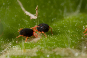 Farming: Earth mite warning for NSW growers