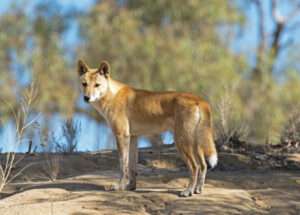 ‘Callous’ dingo rules repealed