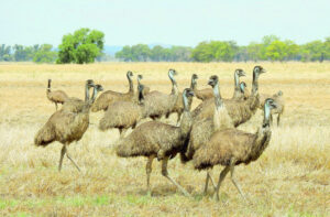Farming: Crops at risk from emus