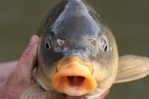 Carp fear ‘foolish’