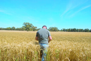 Crops on ‘knife edge’