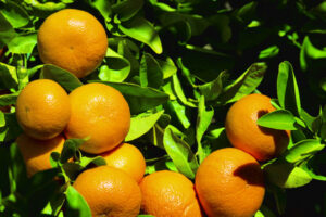 Perfect days for picking