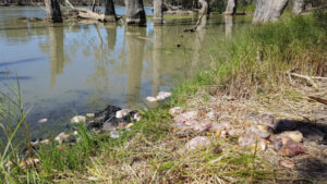 Rotting meat dumped in Murray River near Robinvale