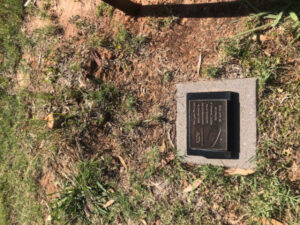 Merbein lone pine stolen, may now be Christmas tree