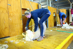 Times have changed in the shearing shed: Women shear off stigmas