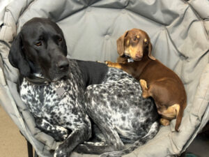 RSPCA issues calls over dog virus spike