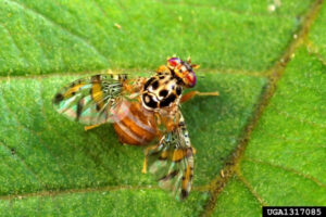 Mediterranean fruit fly carries new threat