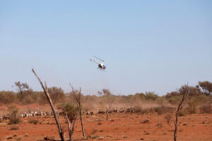 Goat mustering proves profitable business