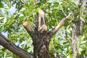 Tree pruning around powerlines in Mildura, Red Cliffs