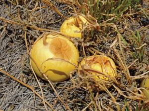 Down the years: Versailles peace signed to general thanksgiving