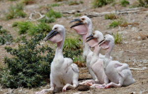 After breeding boom, pelicans set for the skies