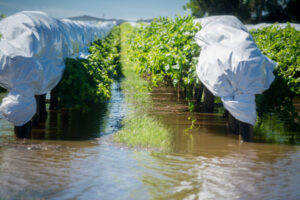 La Nina at or near its peak, says Bureau of Meteorology