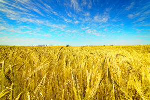 Solid grains of truth