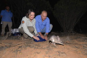 Mallee Cliffs now home to iconic bilby
