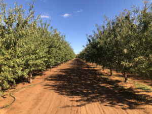 Lindsay Point almond prospect hits market