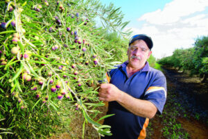 Late crop puts on squeeze