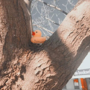 Can anyone quack the case of mysterious rubber duck sightings?