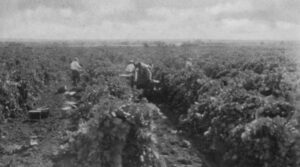 Peeps in the Past: Hard toil turns Merbein into fruit empire