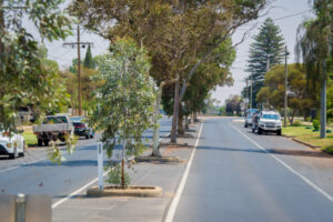 Call to help our struggling trees this summer