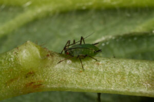 Farming: Russian pest invasion