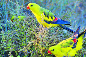 Something to chirp about