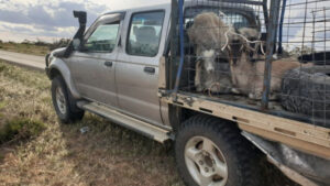 Coomealla men charged with illegally hunting goats