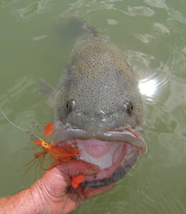 Cod Tales: Spinnerbaits undergo evolutionary change