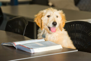 Companion dog Wallace lends paw to Irymple Secondary College