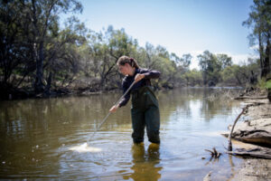 Carp kicked out of creek