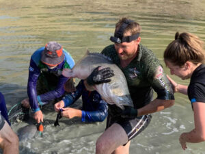 Fish rescue operation on the Lower Darling