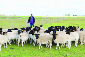 Abattoir could cut costs