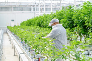 Medical pot company ready to blaze again