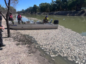 ‘These fish are the canary in the goldmine’ – Irrigation body slams river management