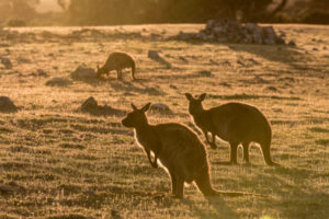 Mallee kangaroo cull highest in state