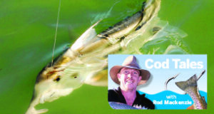 Cod Tales: Cold season catch