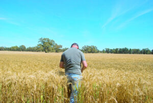 Grain’s dire straits