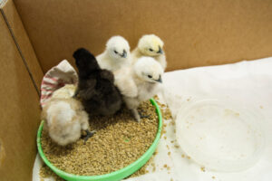 Chick project turns Preps into eggheads