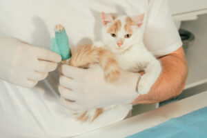 Illegal traps injuring pets