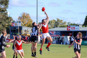 Magpies on the hunt
