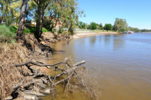 $100 million would give Murray-Darling basin rivers a lifeline, report finds