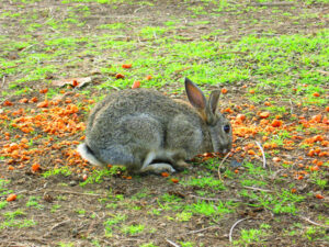 Bad Easter coming for bunnies