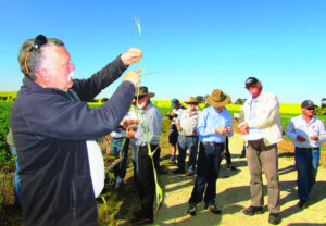 Frost vigil aids grain recovery