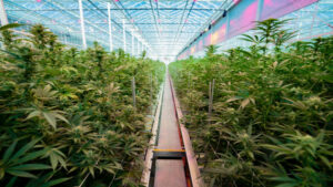 Cann Group suspended from ASX