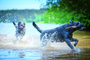 Pets suffer if heat is on