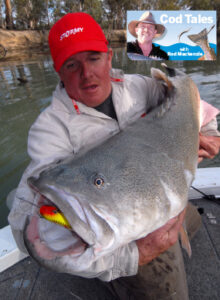 Big Murray cod are biting