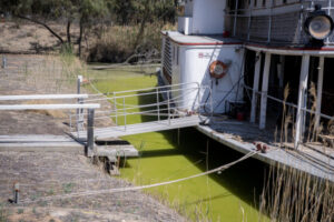 Blue-green algae returns to lower Darling