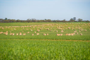Millewa farmers get decision support in webinars
